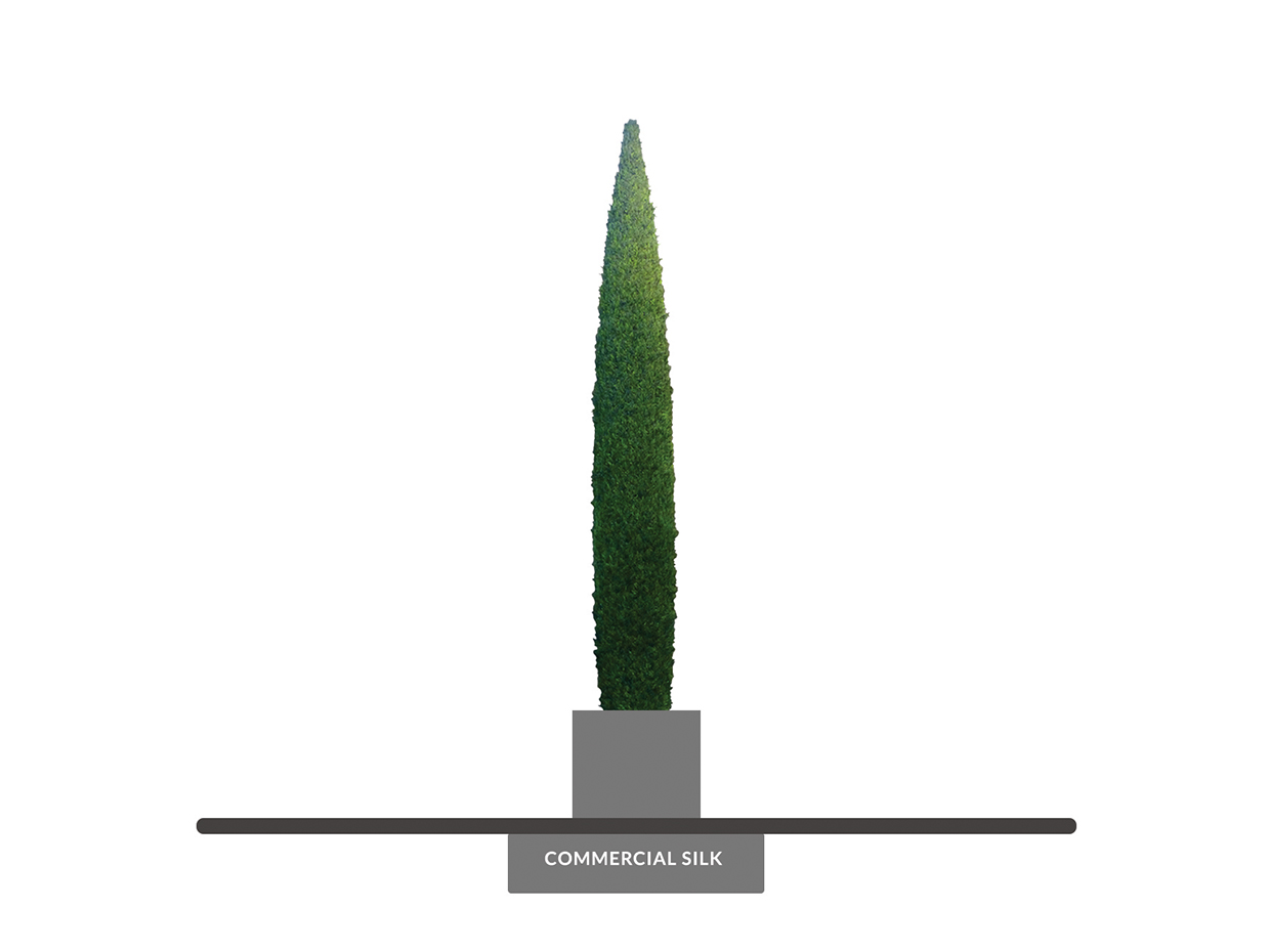 Italian Cypress Column, Topiary