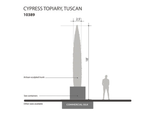 Italian Cypress Column, Topiary