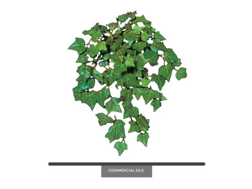Algerian Ivy Hanging Plant ID# ALG#24