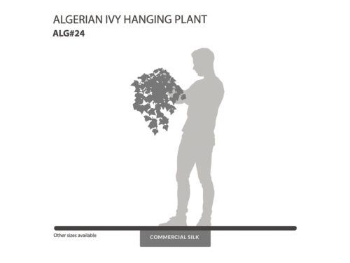 Algerian Ivy Hanging Plant ID# ALG#24