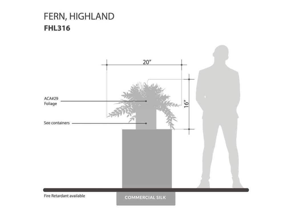 Highland Fern Plant ID# FHL316