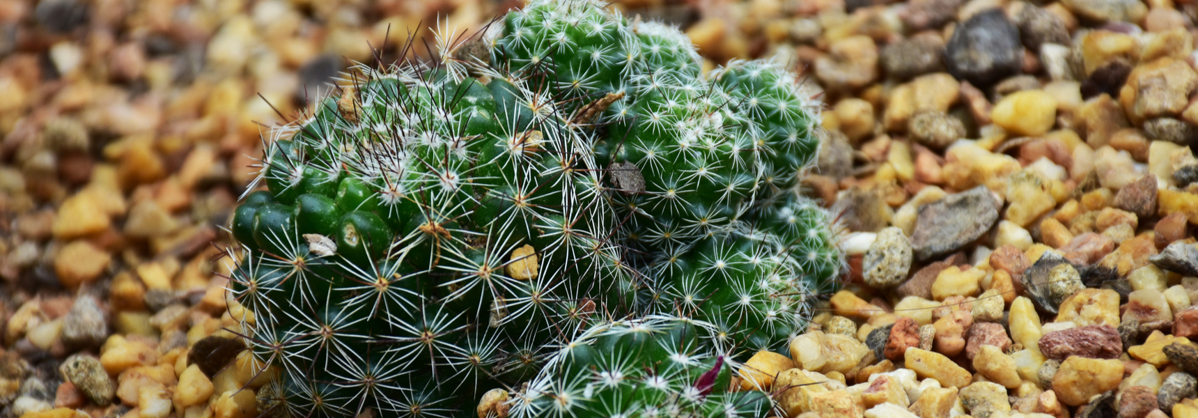 12 Essentials for Desert Theme Landscaping
