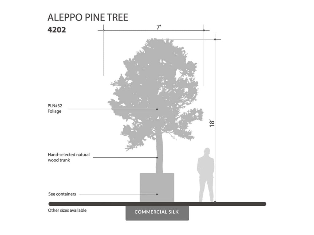 Aleppo Pine Tree ID# 4202