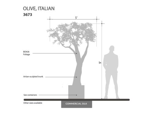 Italian Olive Tree ID# 3673