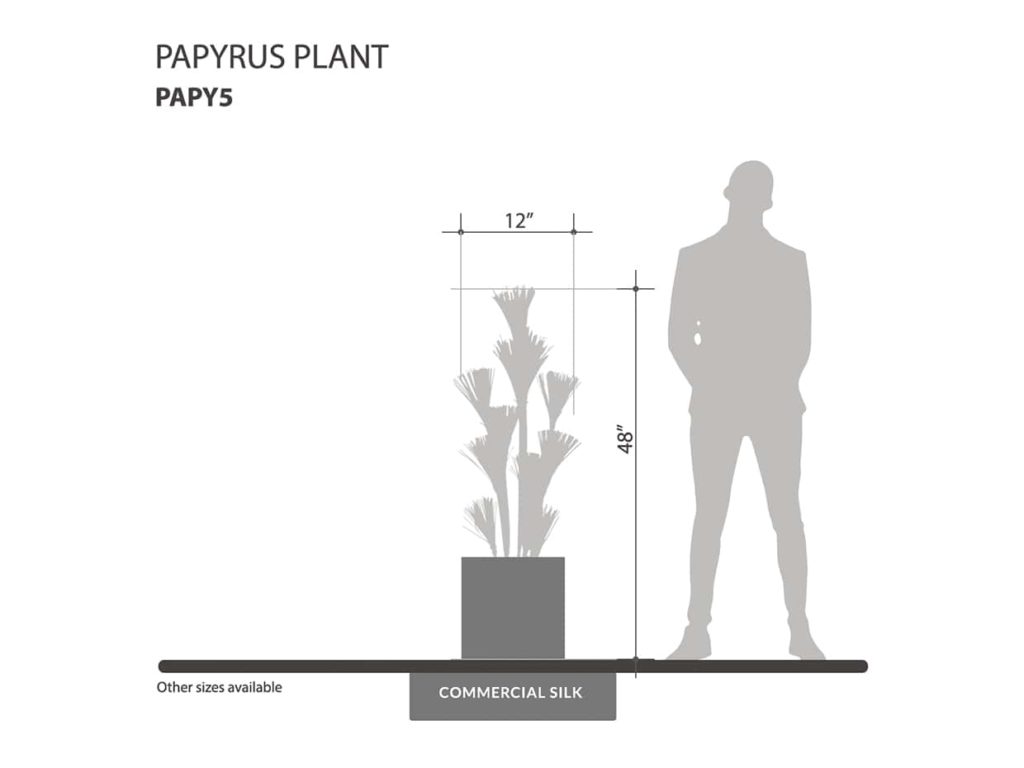 Papyrus Plant ID# PAPY5