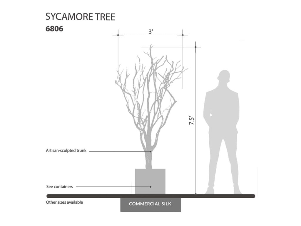 Winter Sycamore Tree ID# 6806