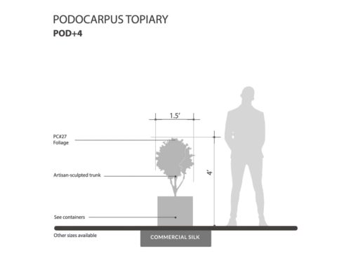 Podocarpus Topiary Ball ID# POD+4