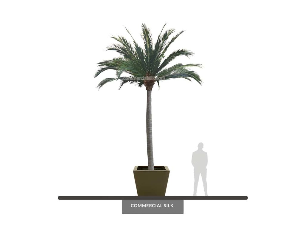 Coconut Palm Tree, 20', Outdoor ID# 10518