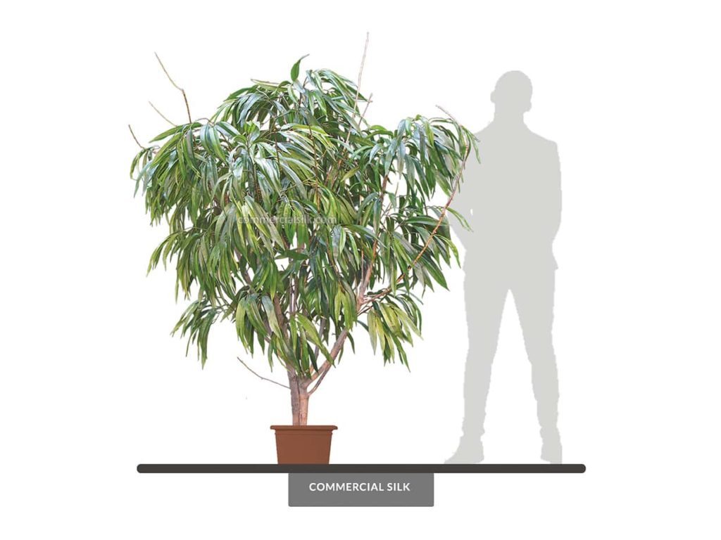Weeping Willow Tree, 7.5' ID# 3675