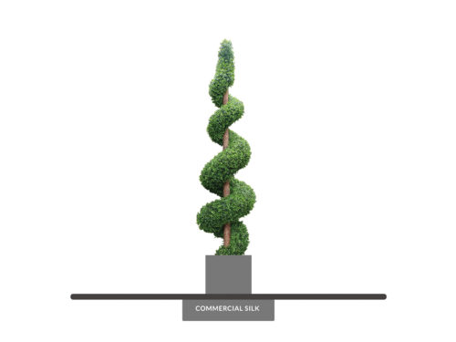 Spiral Boxwood ID# BOXS10+