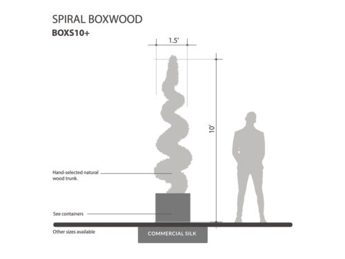 Spiral Boxwood ID# BOXS10+