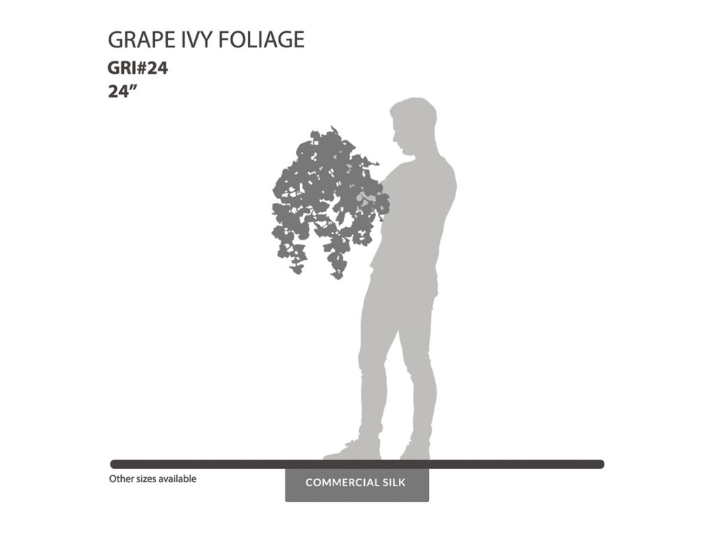 Grape Ivy Vine ID# GRI#24
