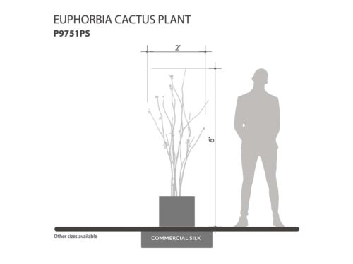 Euphorbia Cactus Plant ID# P9751PS
