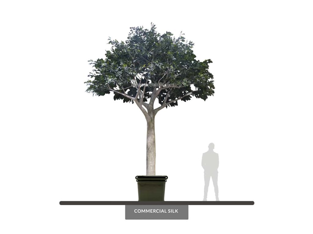 Ficus Tree, Outdoor ID# 21380