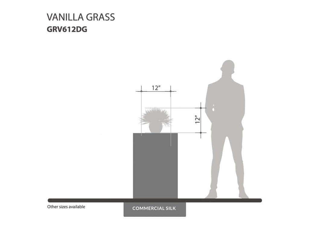Vanilla Grass Plant ID# GRV612DG