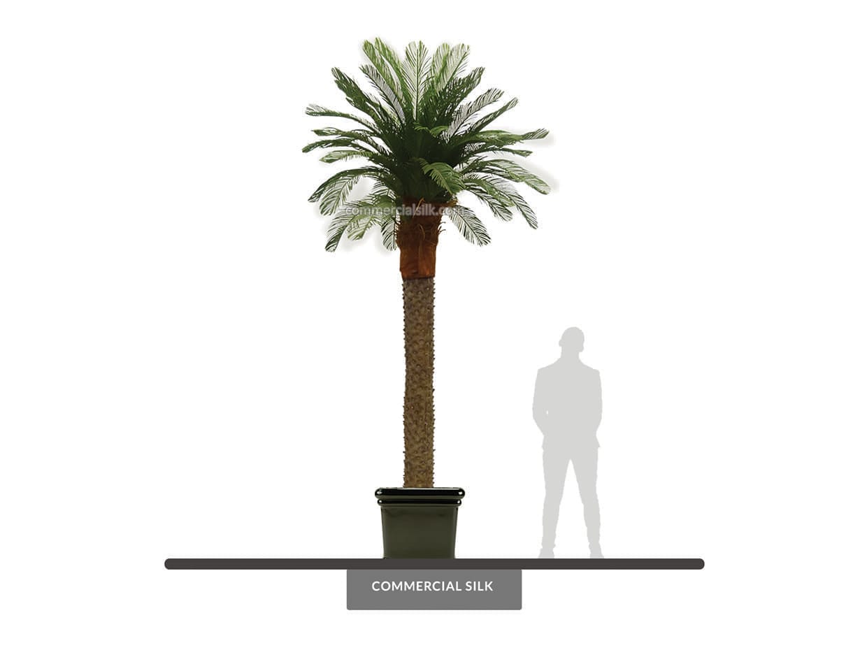 cycas palm trees