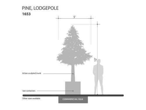 Lodgepole Pine Tree ID# 1653