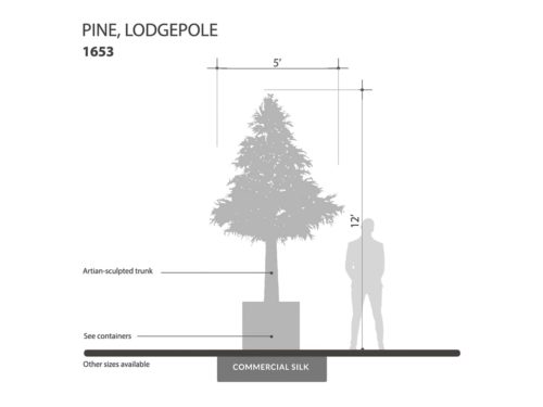 Lodgepole Pine Tree ID# 1653