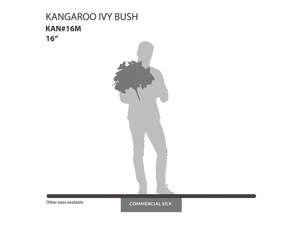 Kangaroo Ivy Bush ID# KAN#16M