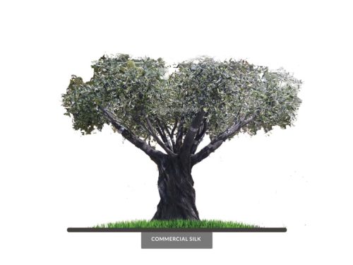 Ancient Olive Tree ID# 10981