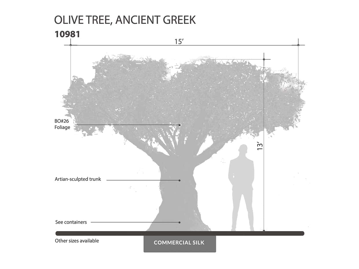 Ancient Olive Tree ID# 10981
