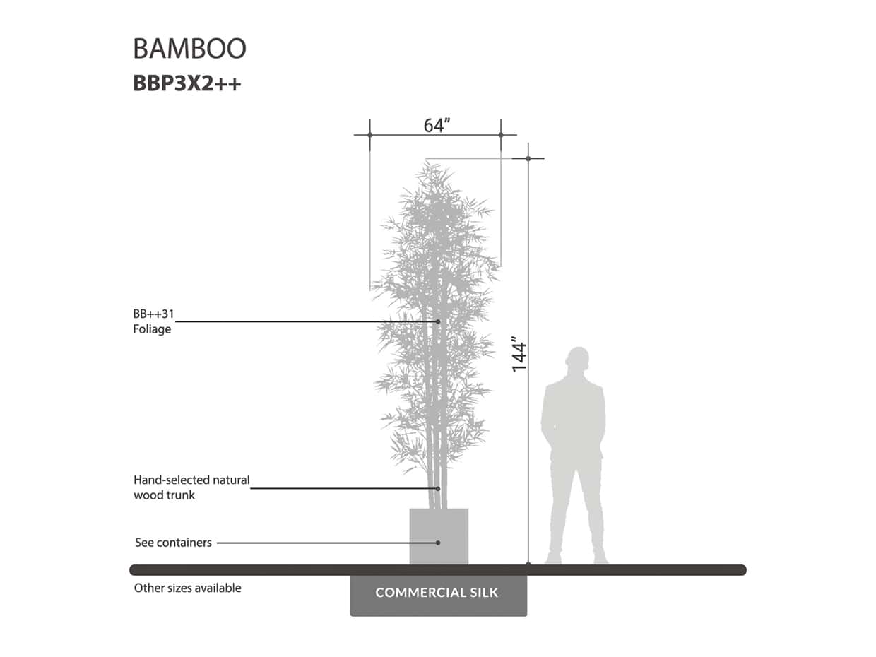 Oriental Bamboo Tree, Outdoor ID# BBP3X2++