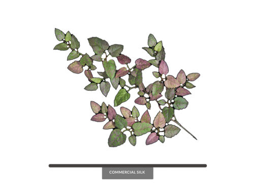 Kangaroo Ivy Vine ID# KAN#32M