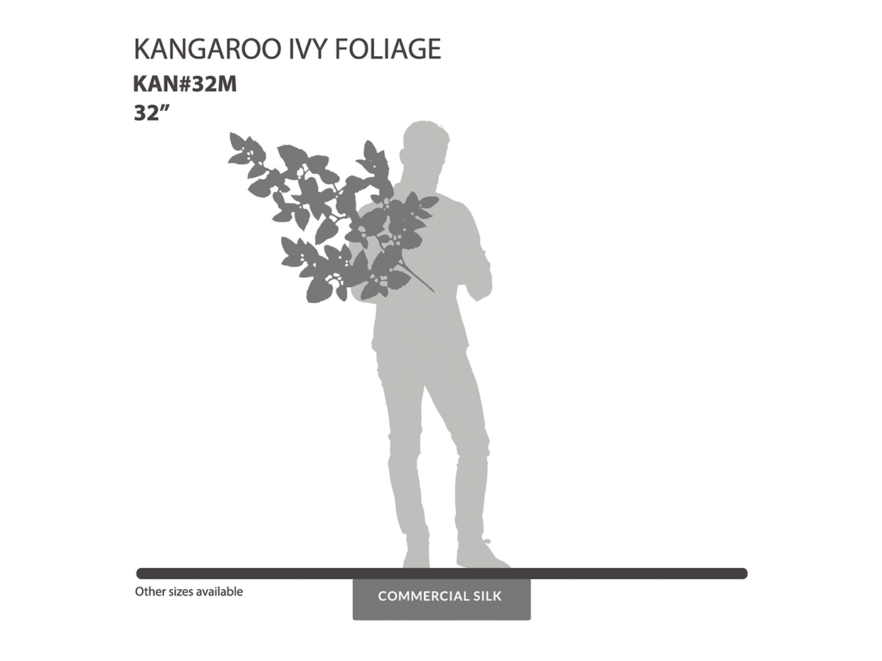 Kangaroo Ivy Vine ID# KAN#32M