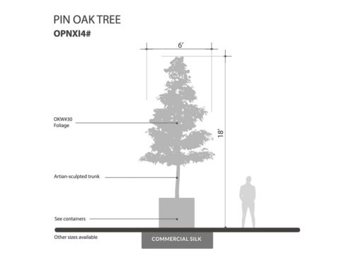 Pin Oak Tree ID# 7742