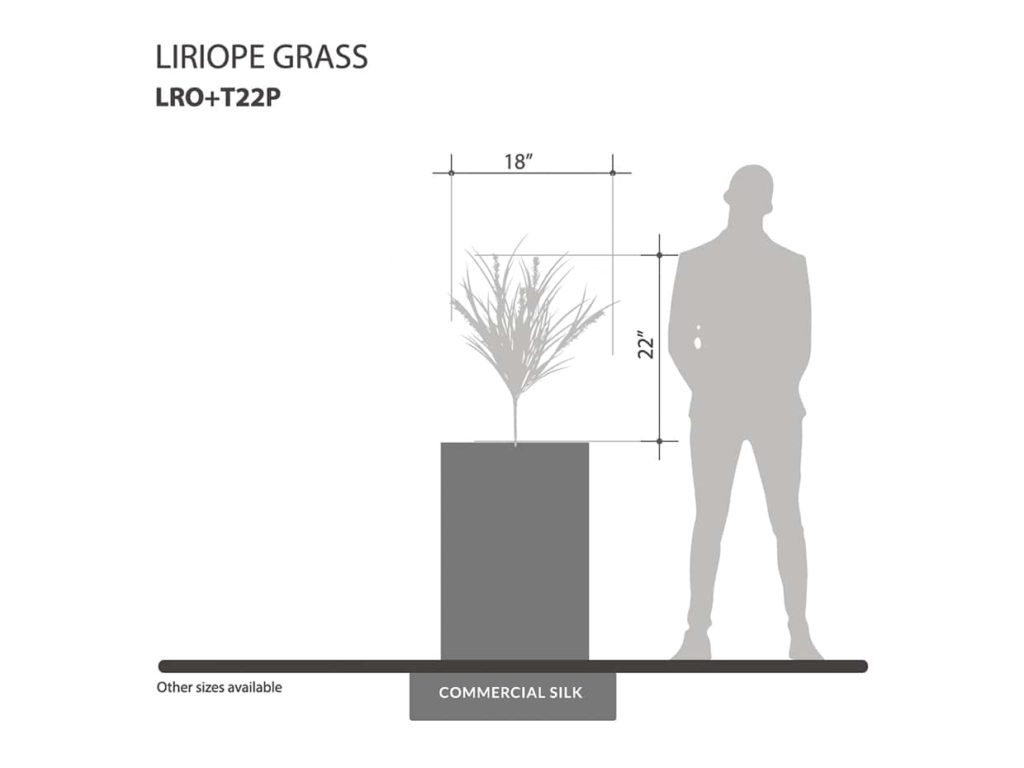 Liriope Grass Bush, Purple / Green ID# LRO+T22P