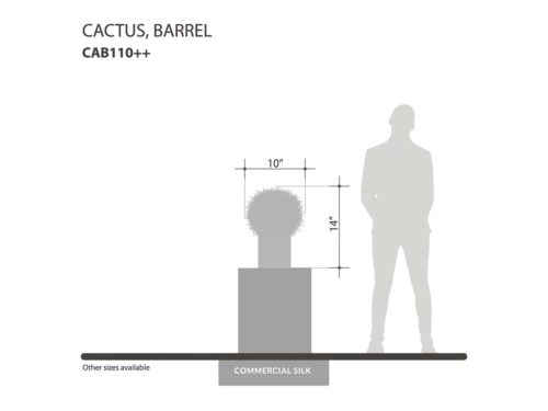 Outdoor Barrel Cactus Plant ID# CAB110++, CAB113++