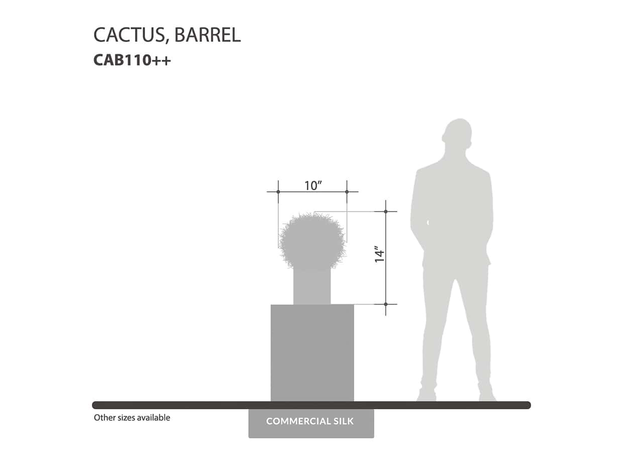 Outdoor Barrel Cactus Plant ID# CAB110++, CAB113++