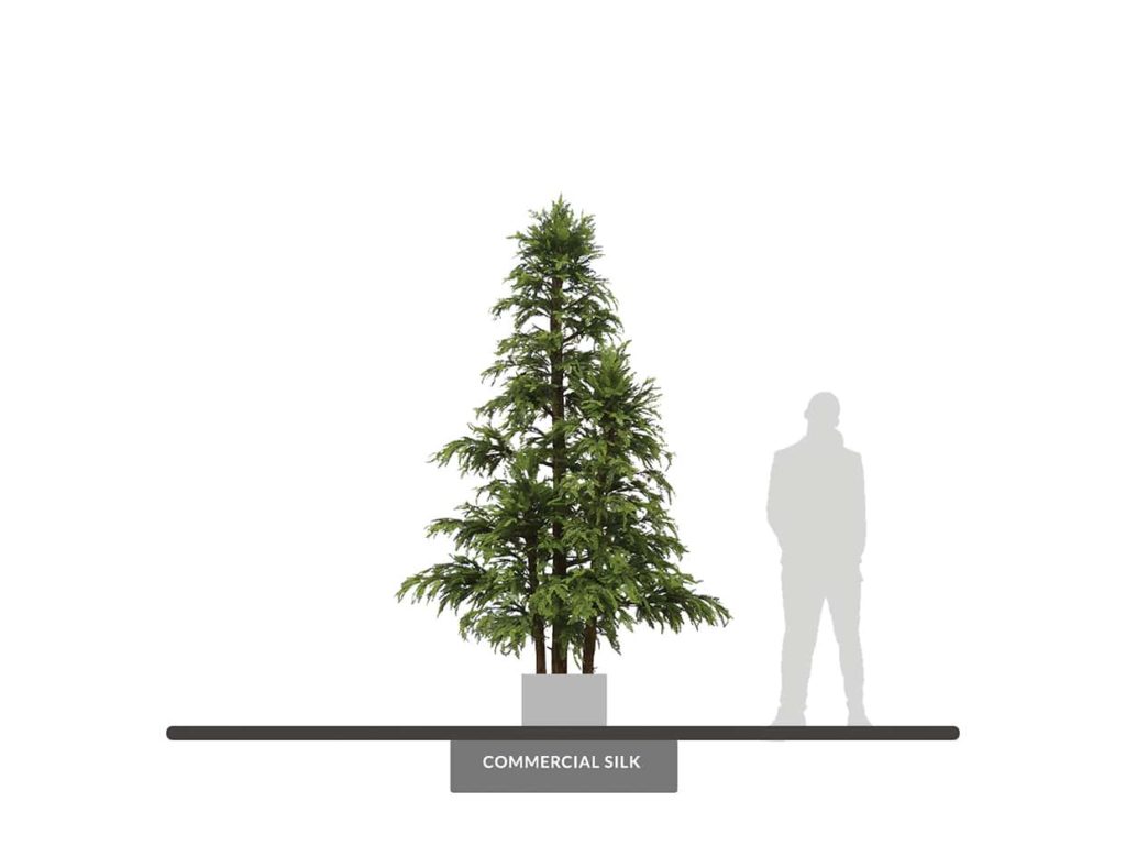 Sequoia Tree, 16', Outdoor ID# SEQ3X26+