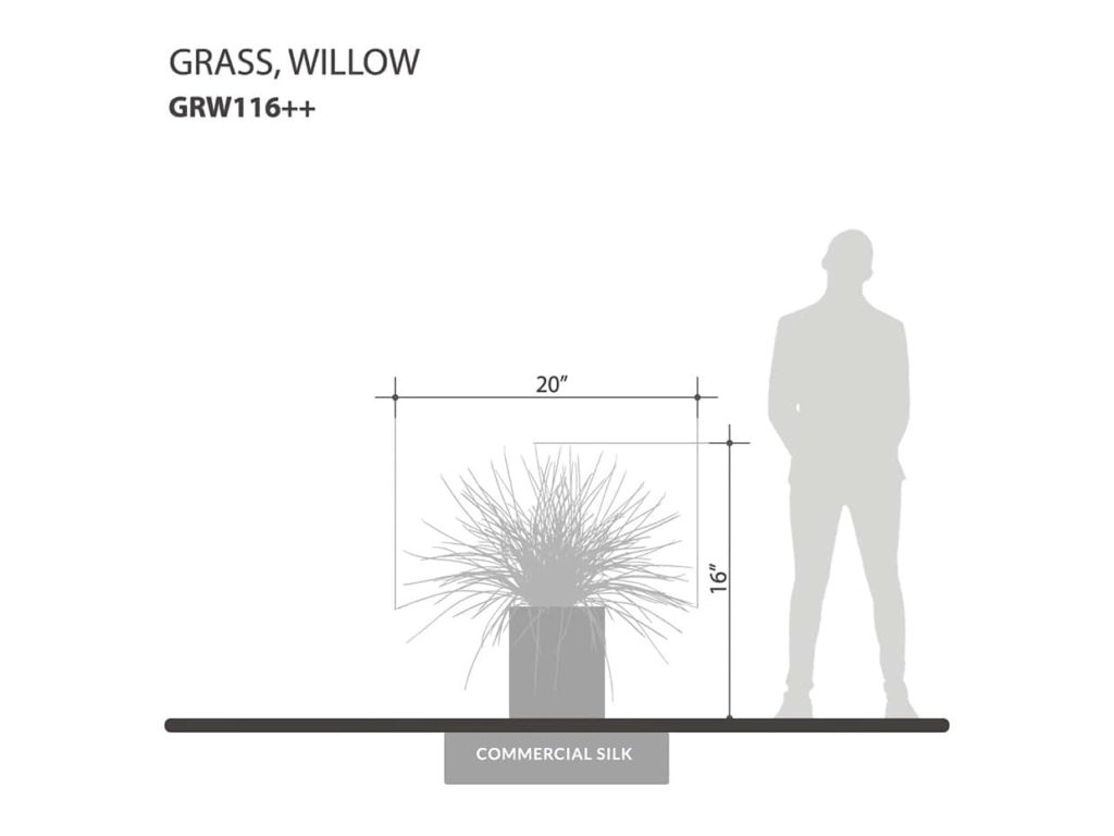 Willow Grass Plant ID# GRW116++