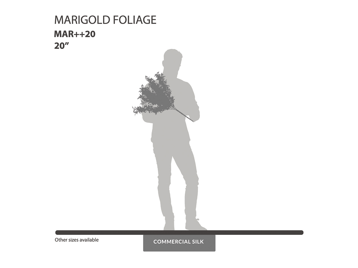 Marigold Bush ID# MAR++20
