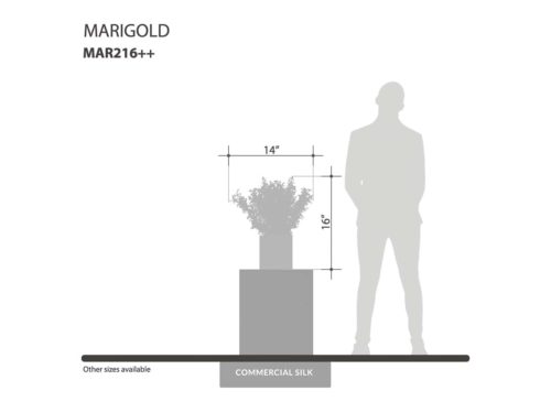 Marigold Bush ID# MAR216++