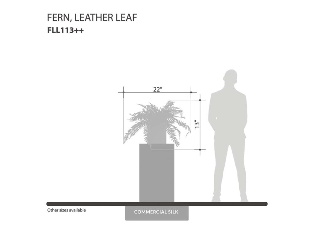Leather Leaf Fern Plant ID# FLL113++