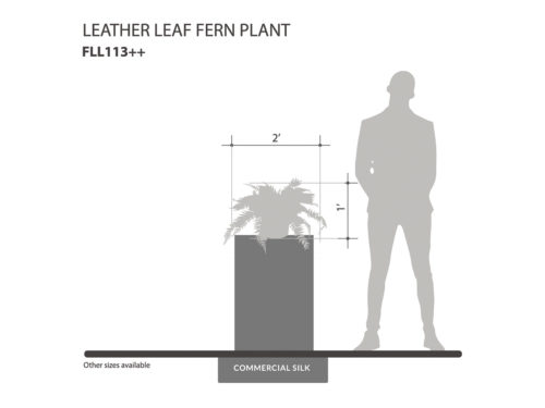 Leather Leaf Fern Plant ID# FLL113++