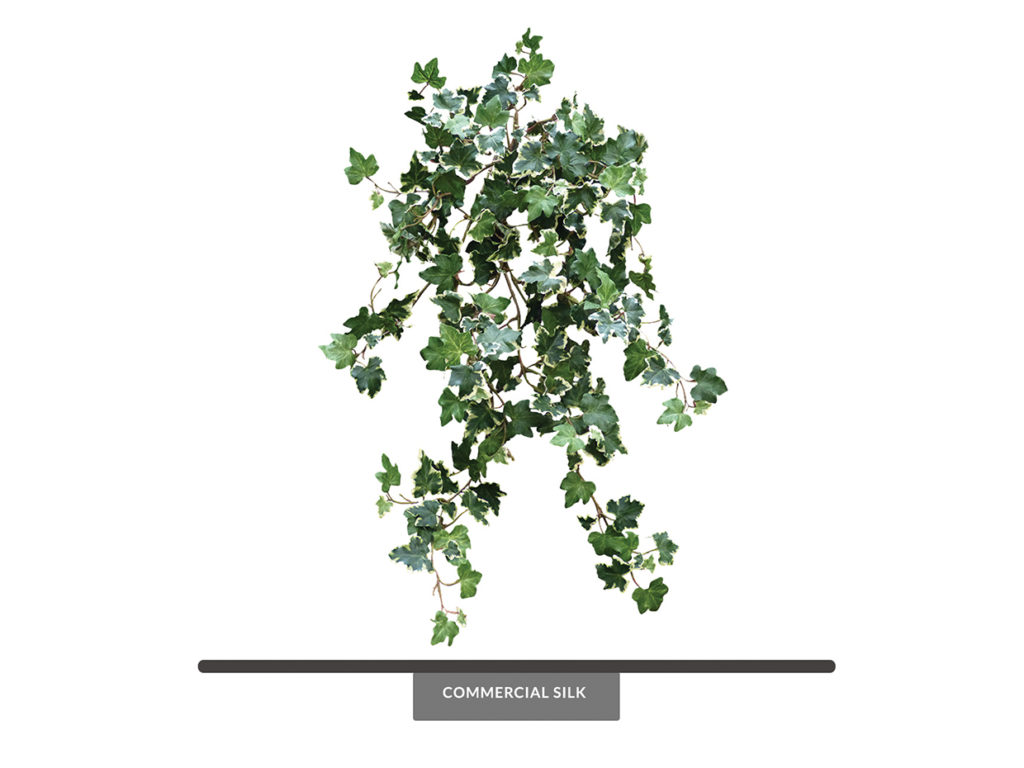 Variegated Ivy Lace Foliage Plant
