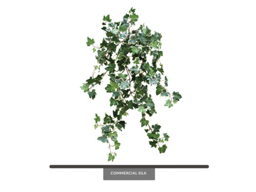Lace Ivy Vine, Variegated ID# IVL#24V