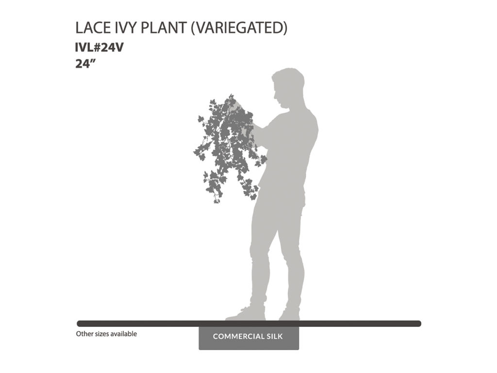 Lace Ivy Vine, Variegated ID# IVL#24V