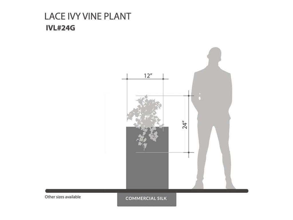 Lace Ivy Vine Plant ID# IVL#24G