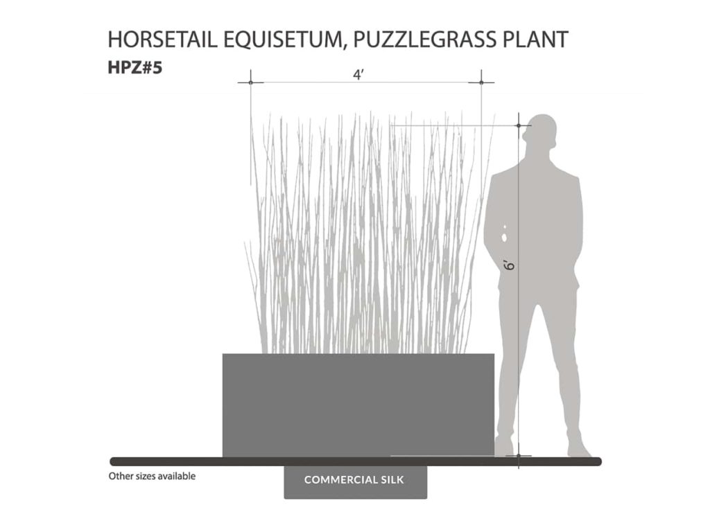 Horsetail Equisetum Puzzlegrass Grass Plant ID# HPZ#5
