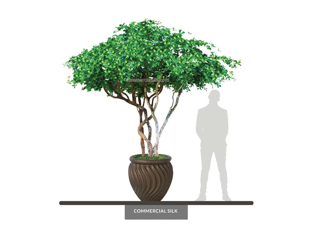 Black Olive Tree, Multi-Stem ID# 13997