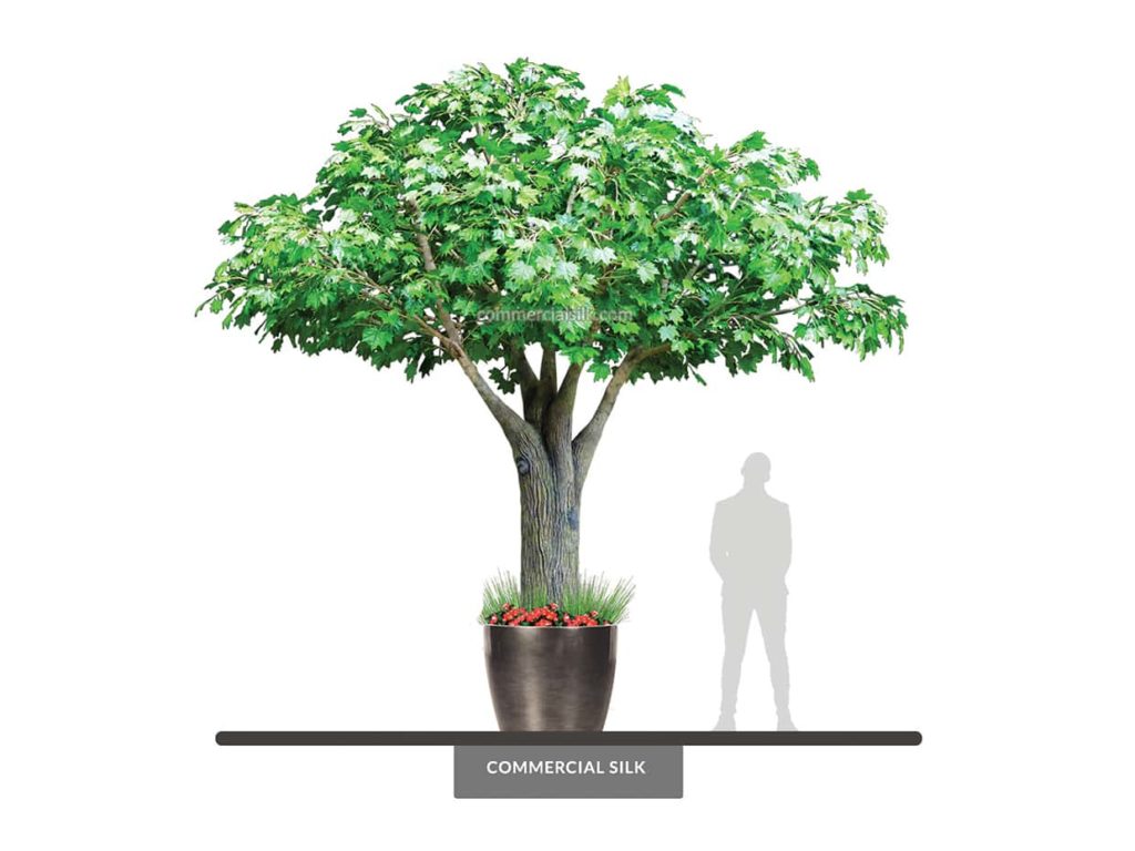 Sugar Maple Tree, 14' ID# MSSMX4