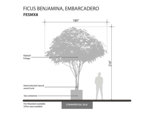 Embarcadero Ficus Tree ID# FESMX8#