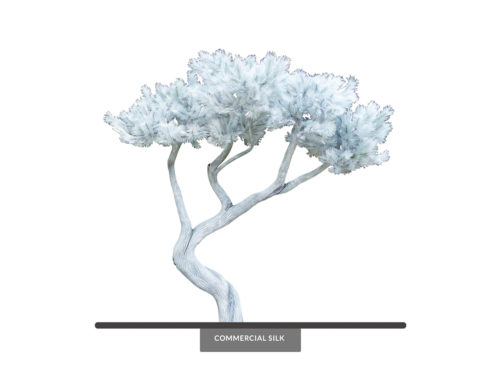 Bonsai Tree, Monochromatic ID# 14361