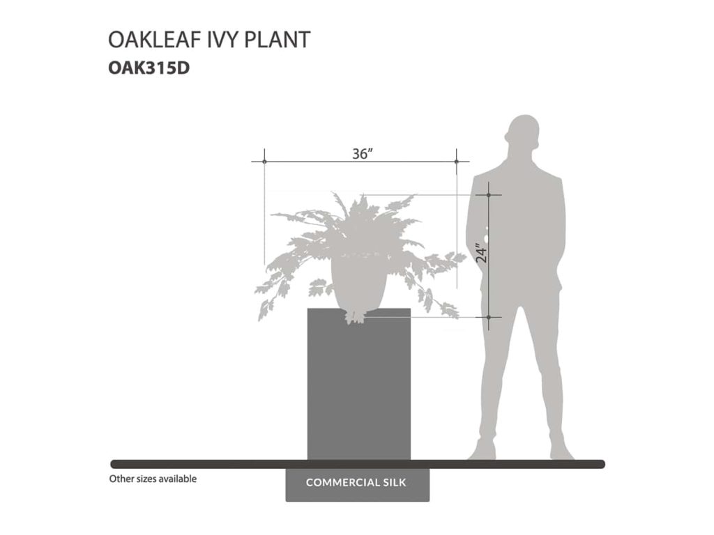 Oakleaf Ivy Plant ID# OAK315D