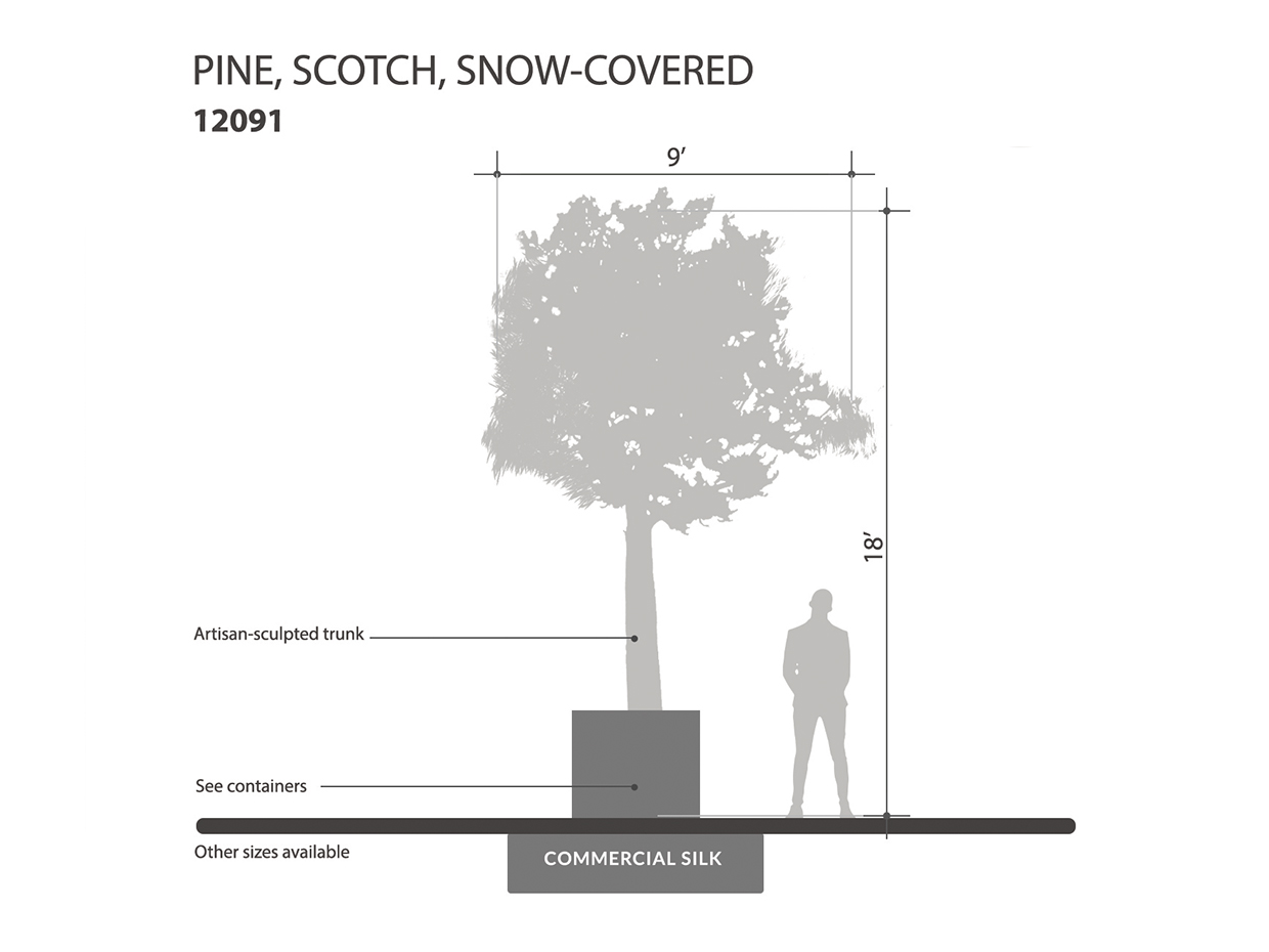 Scotch Pine Tree, Snow Covered ID# 12091
