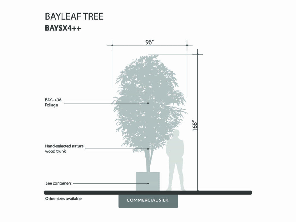 Bay Leaf Tree ID# BAYSX4++